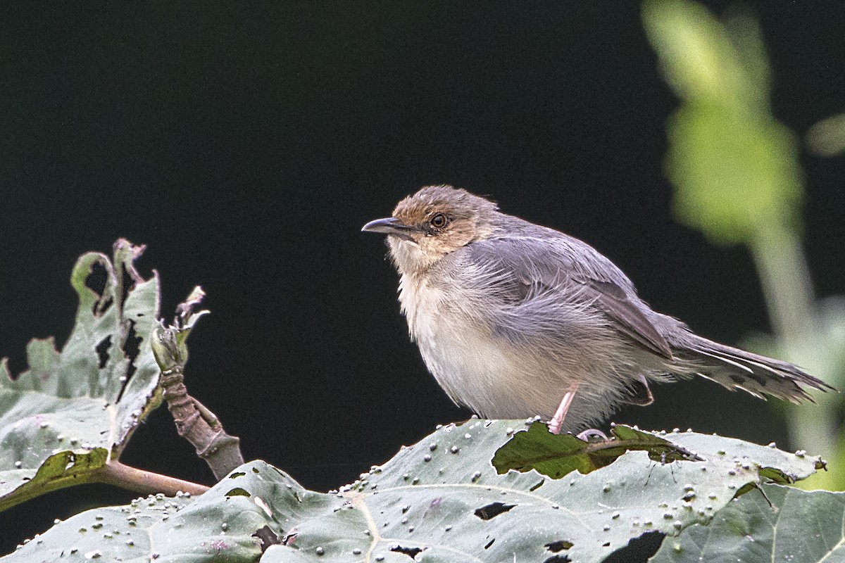 Red-faced Cisticola - Bradley Hacker 🦜