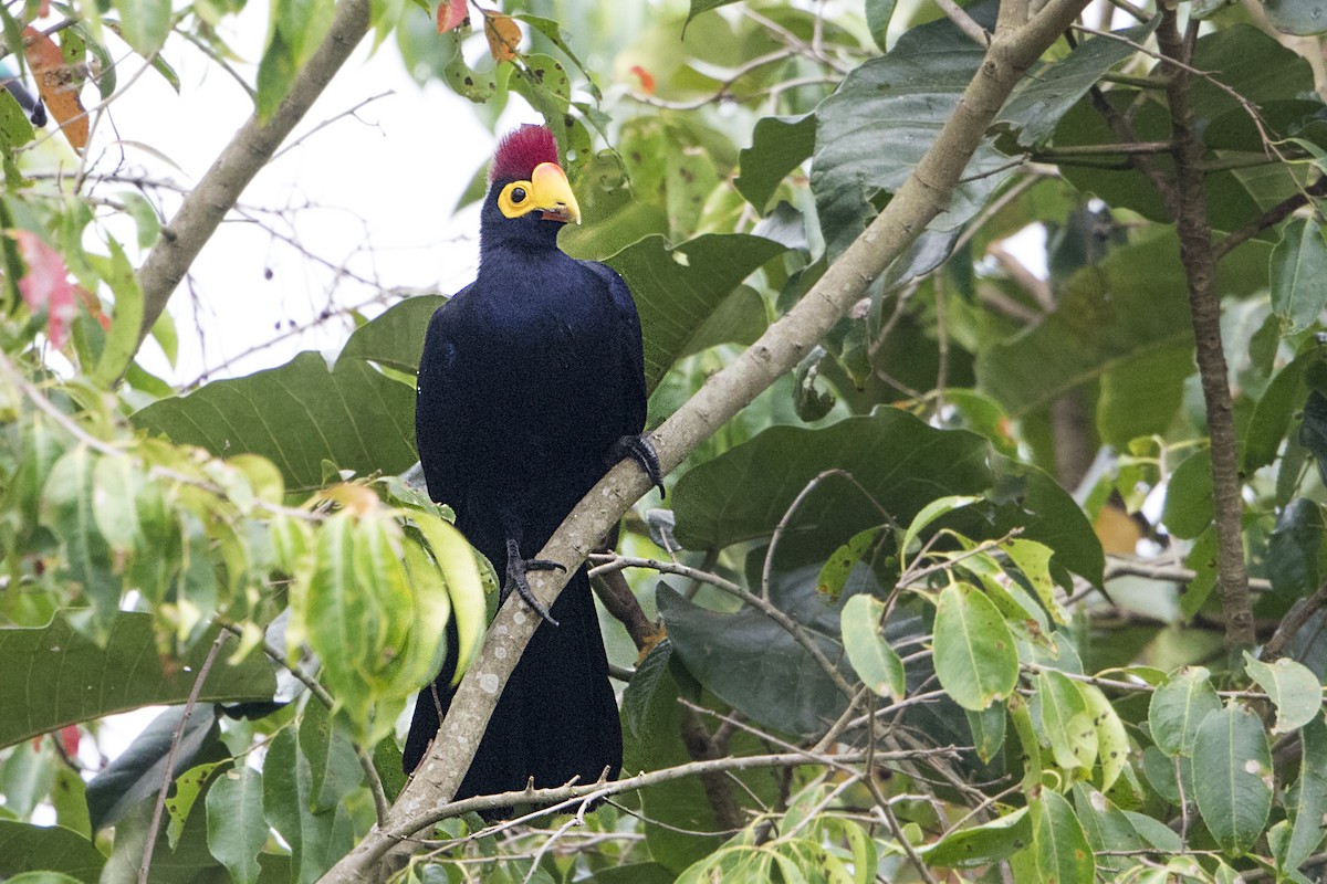 Ross's Turaco - ML111067471