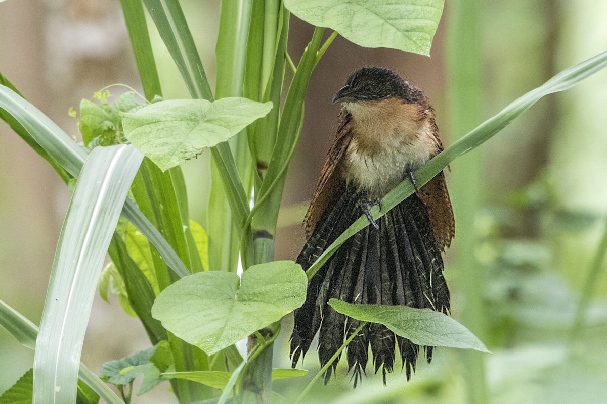 Senegal Coucal - ML111067571