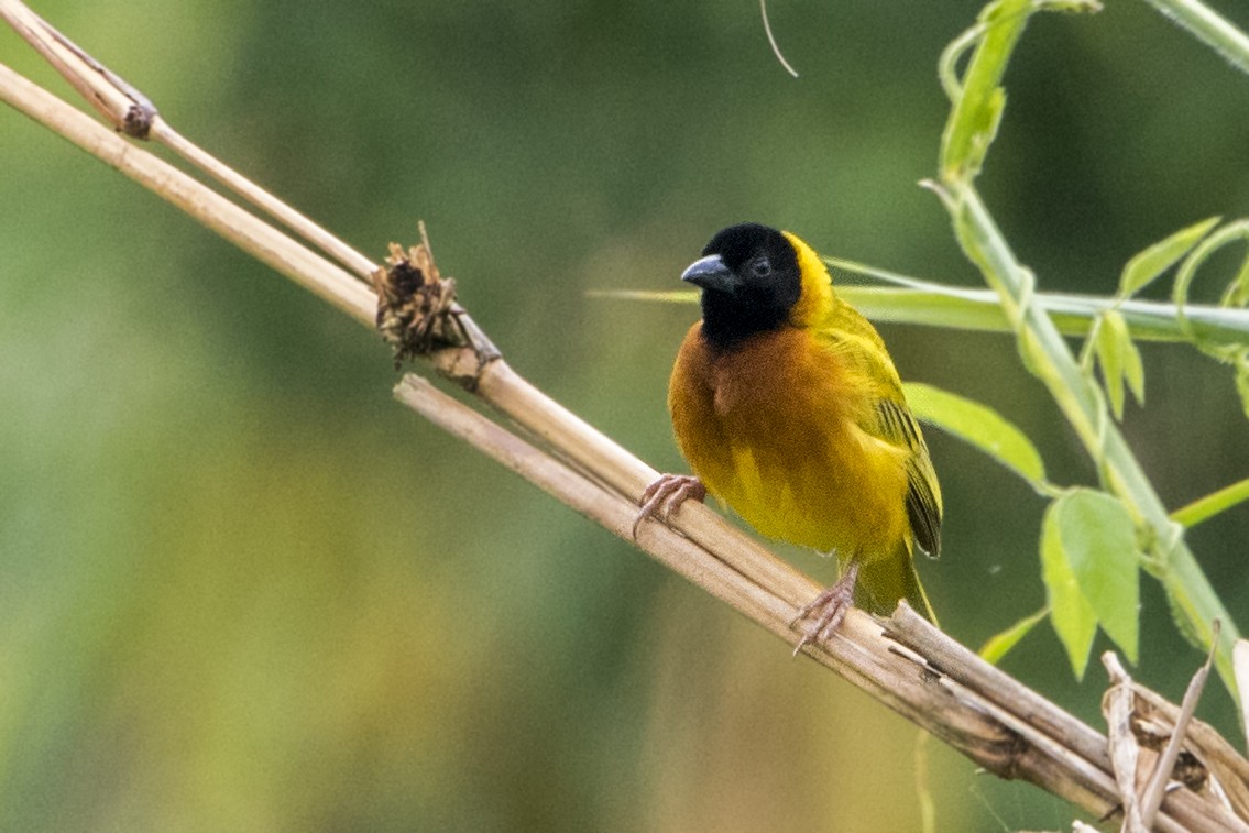 Black-headed Weaver - Bradley Hacker 🦜