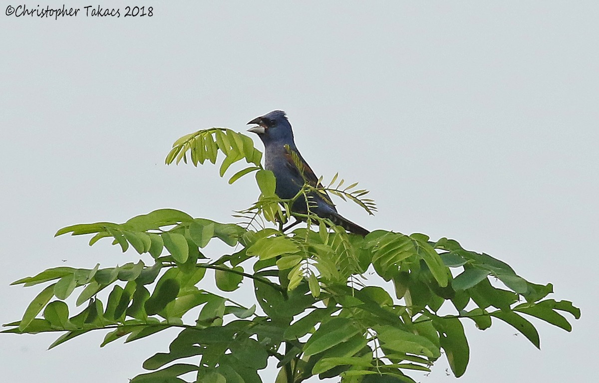 Blue Grosbeak - ML111067901