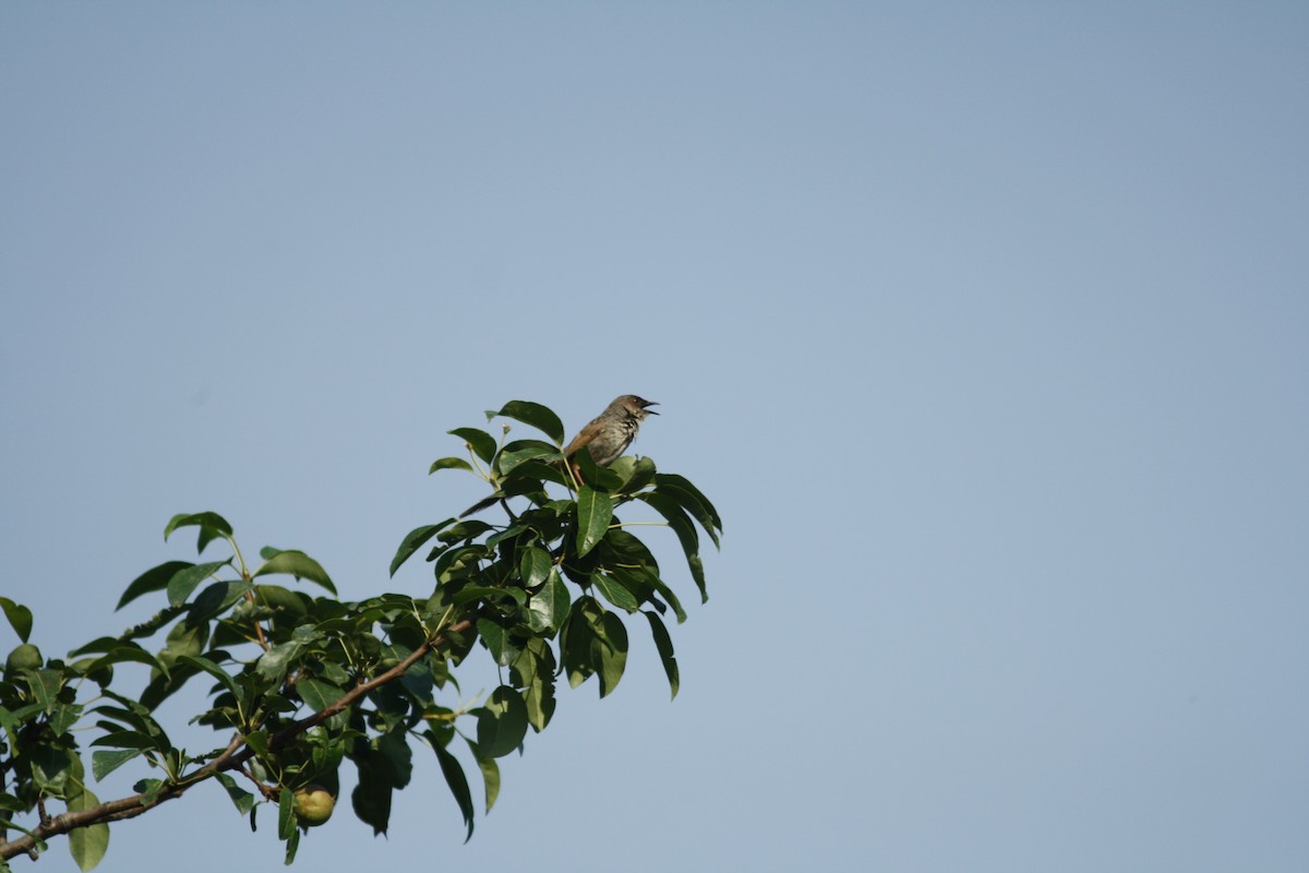 Himalayan Prinia - ML111068141