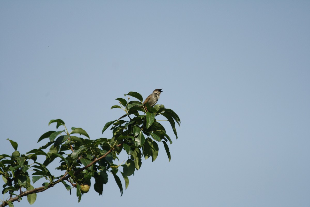 Himalayan Prinia - PANKAJ GUPTA