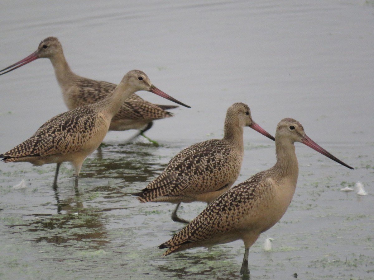 Marbled Godwit - ML111068571