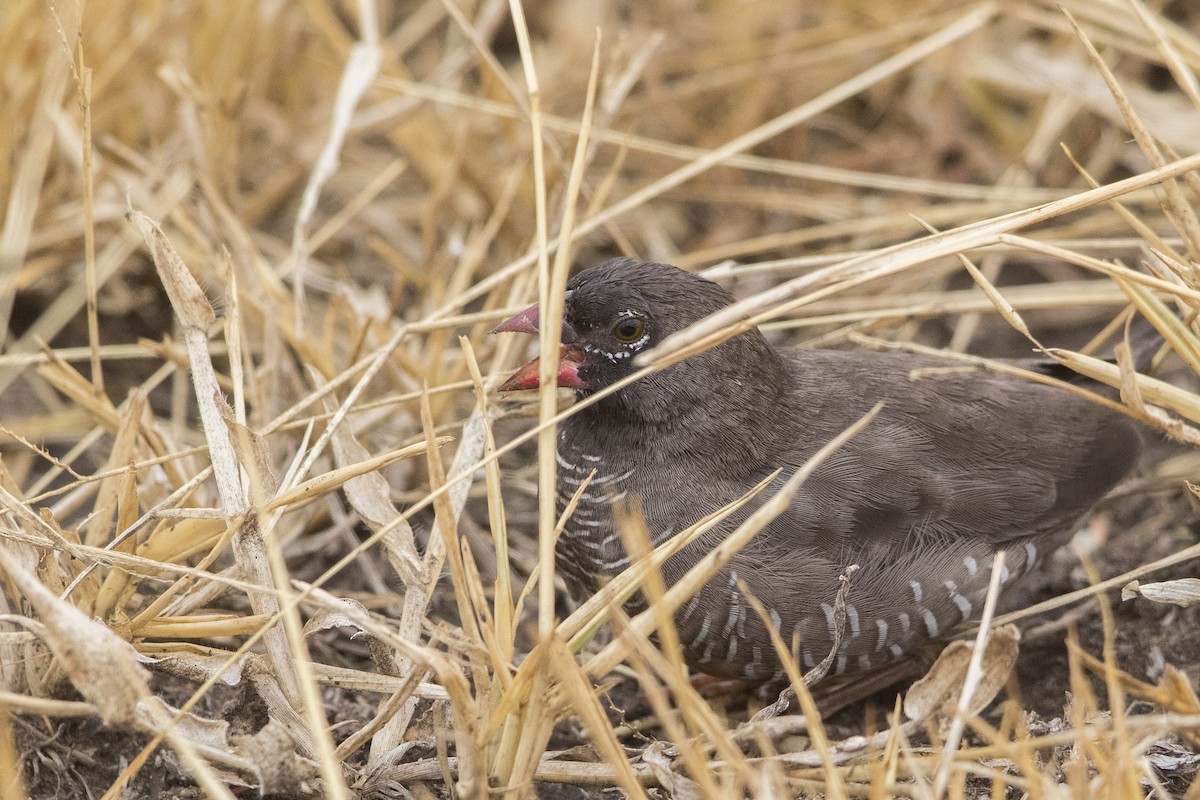 Estrilda Codorniz (de pico rojo) - ML111069461