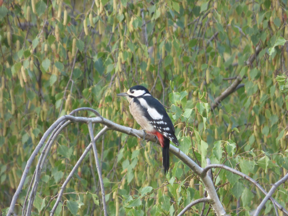 Great Spotted Woodpecker - ML111069471