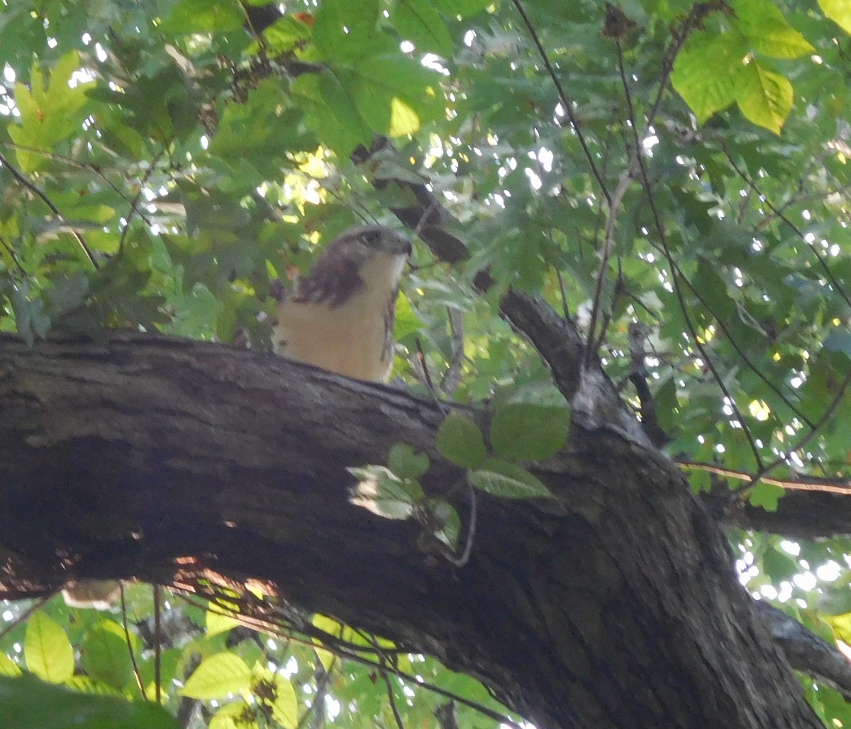 Red-tailed Hawk - ML111070251