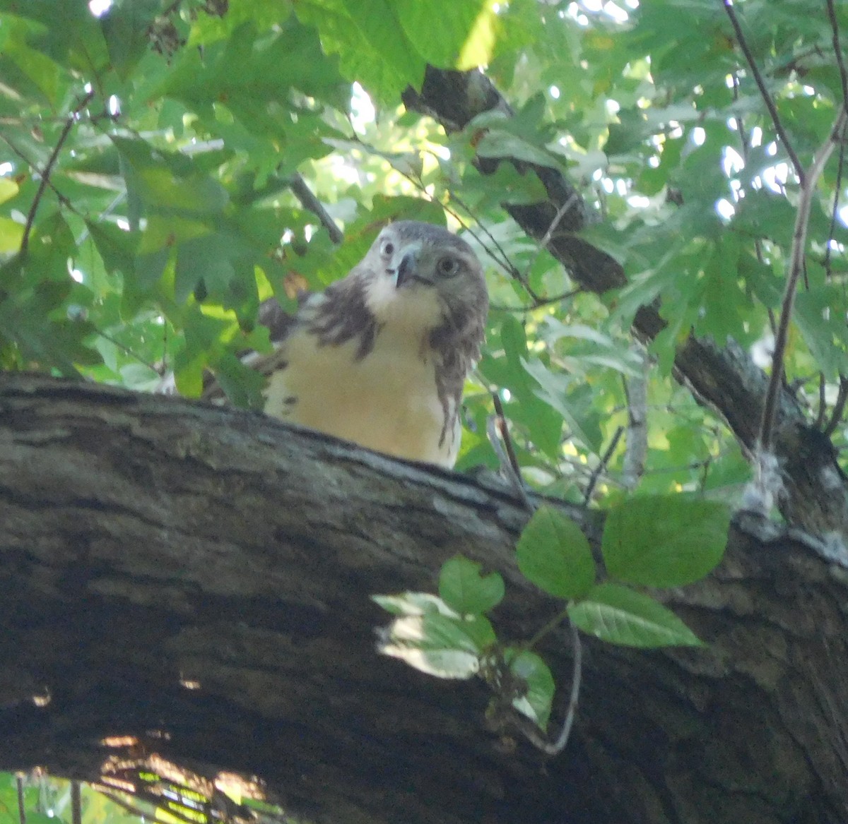 Red-tailed Hawk - ML111070291