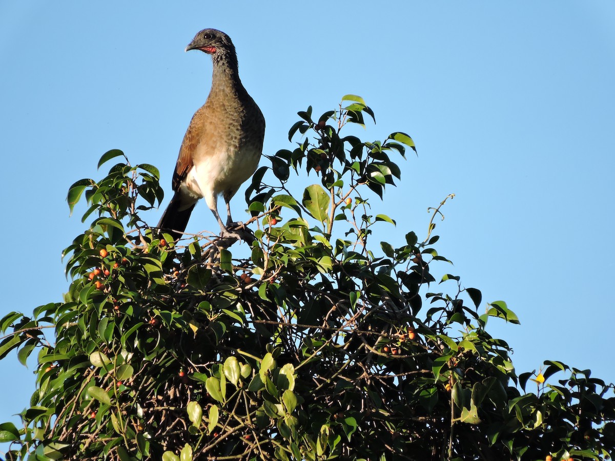 White-bellied Chachalaca - ML111071421