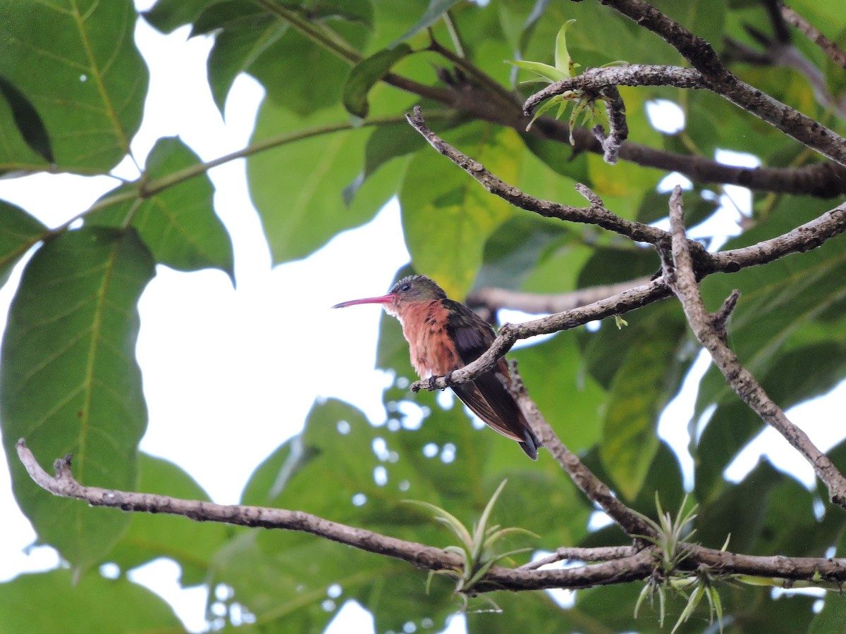 Cinnamon Hummingbird - ML111071581