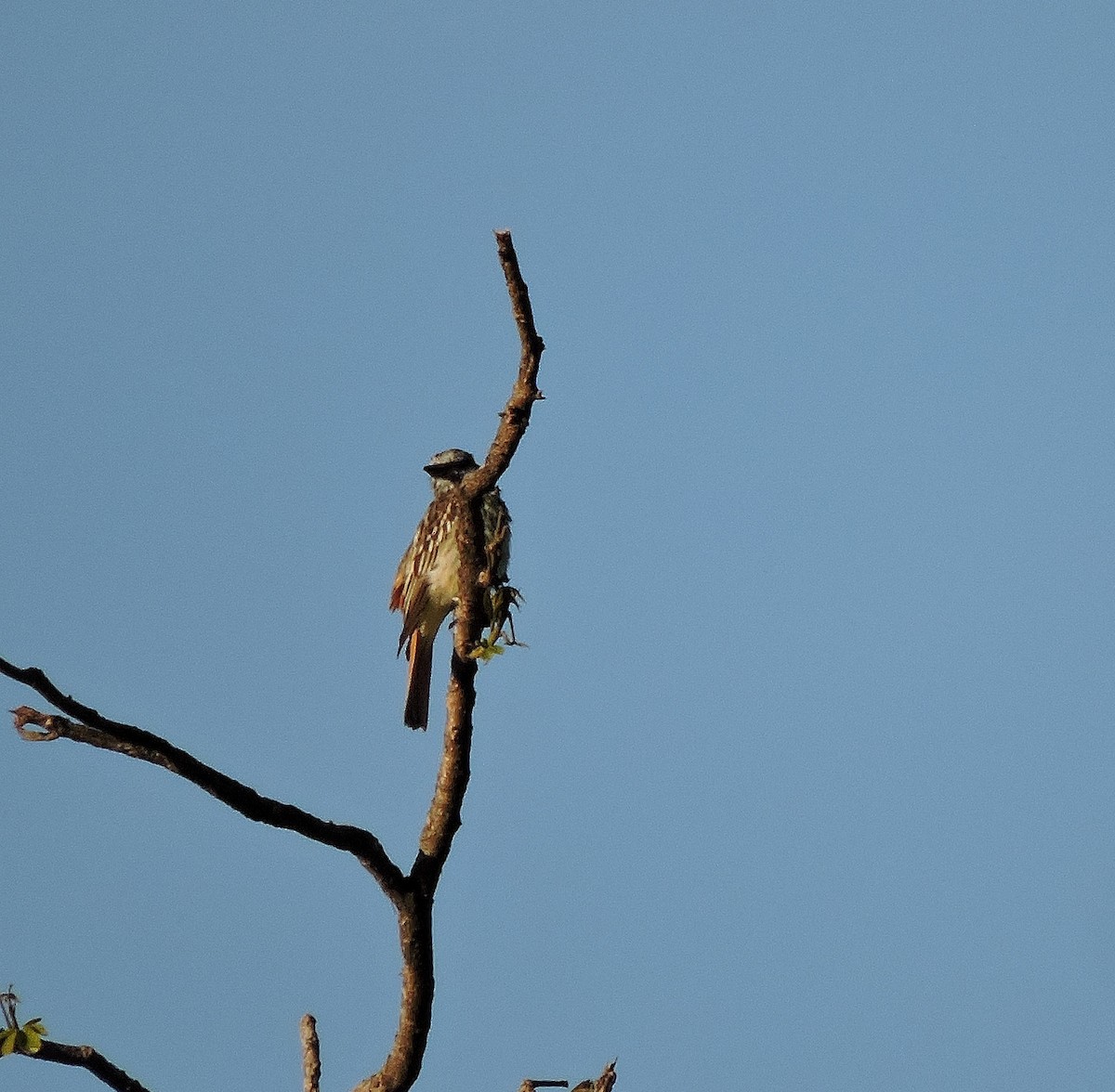 Sulphur-bellied Flycatcher - ML111071751