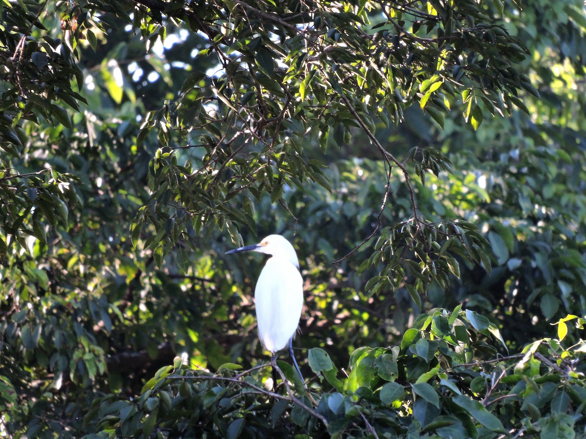 Snowy Egret - ML111072111