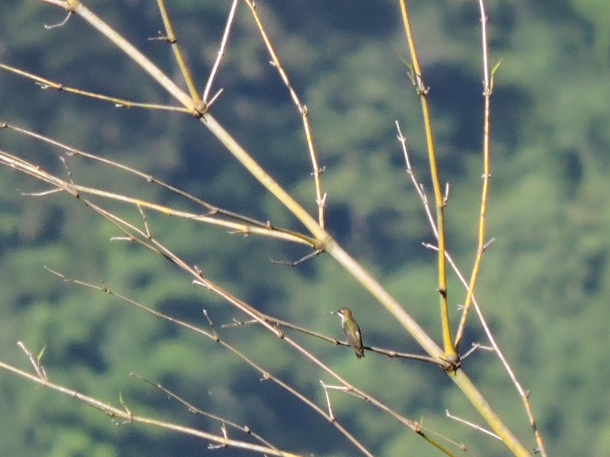 Long-billed Starthroat - ML111072151