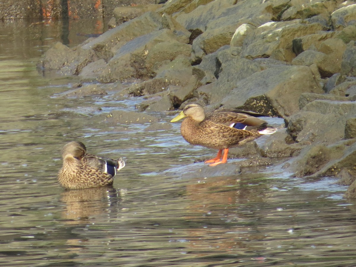 Canard colvert - ML111073021