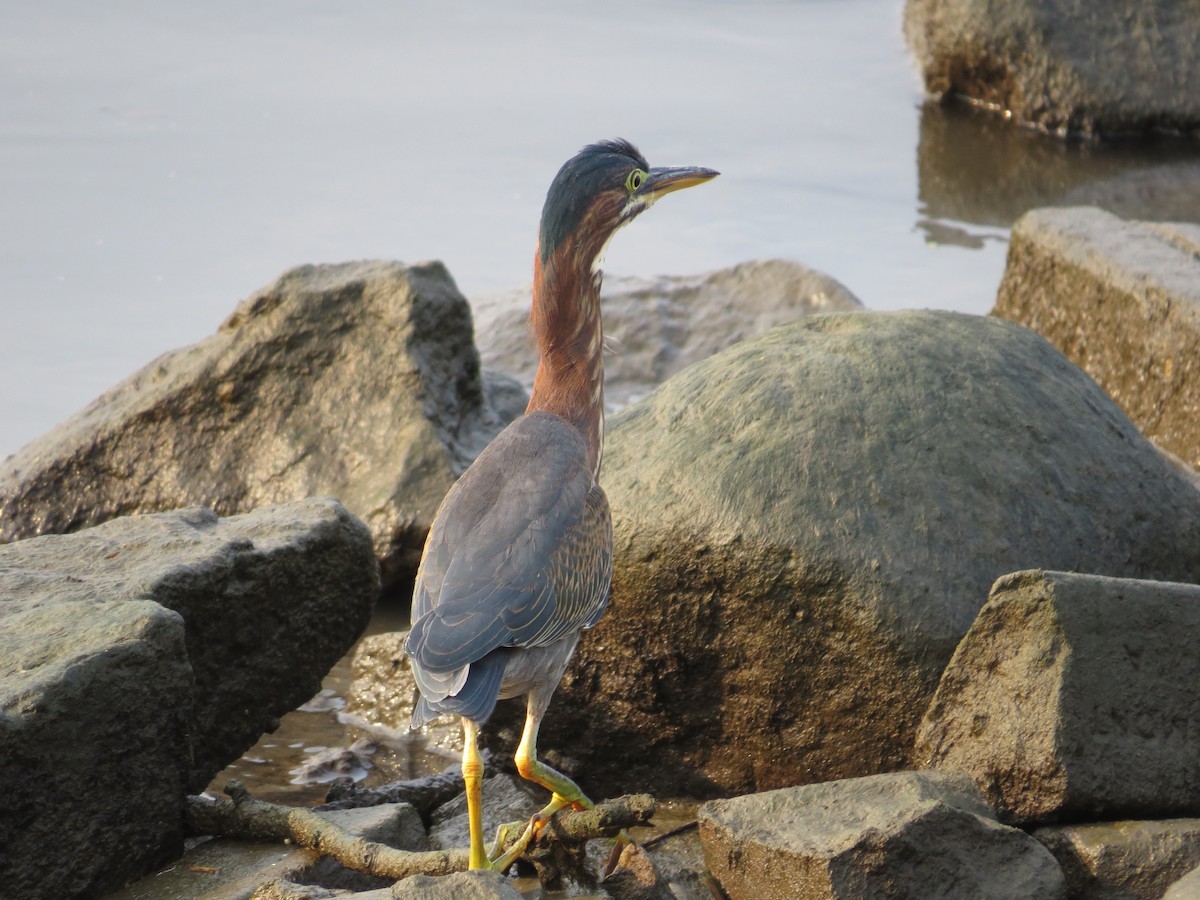 Green Heron - ML111073081