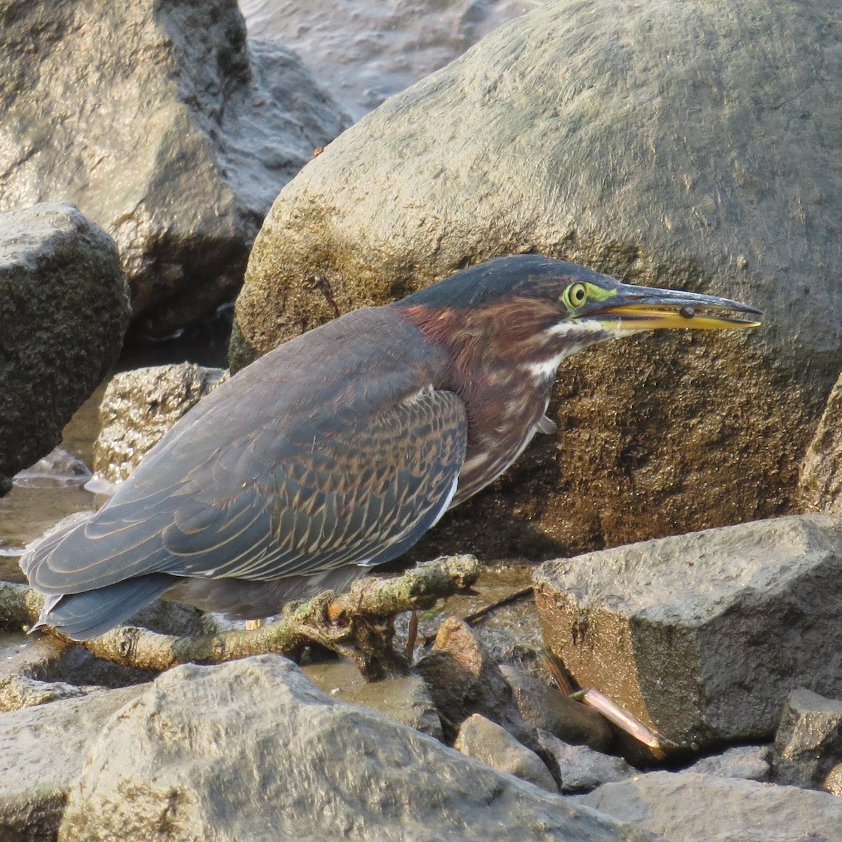 Green Heron - ML111073101