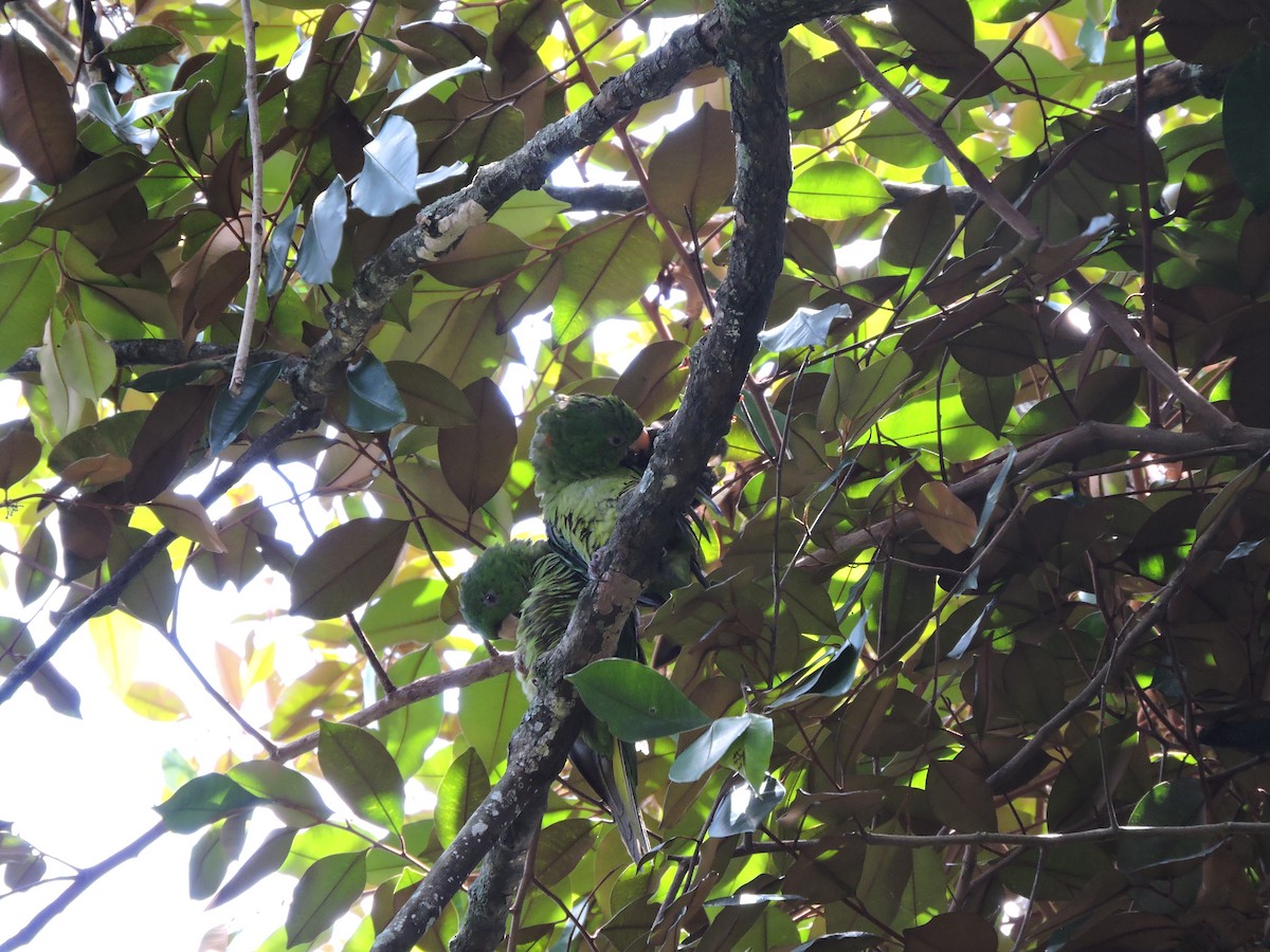 Pacific Parakeet - ML111073431