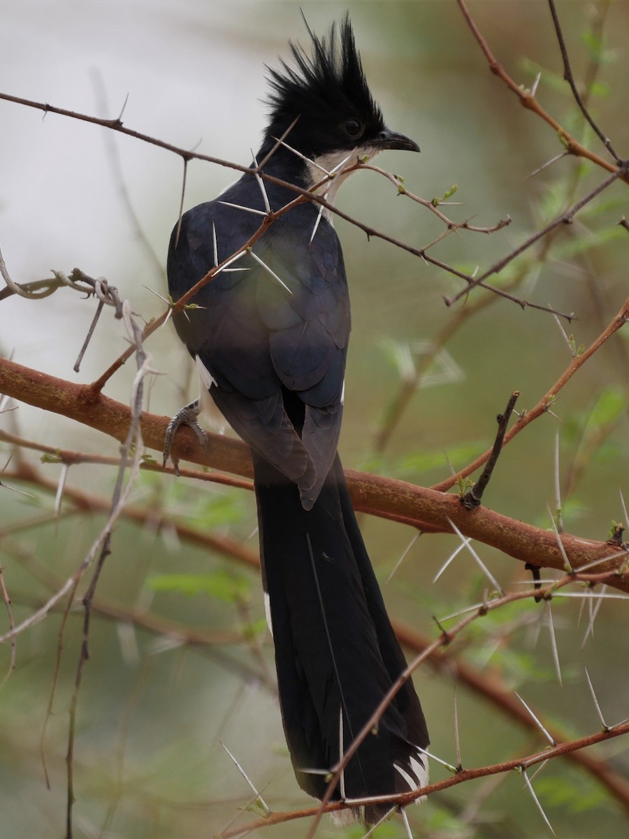 Pied Cuckoo - ML111075001