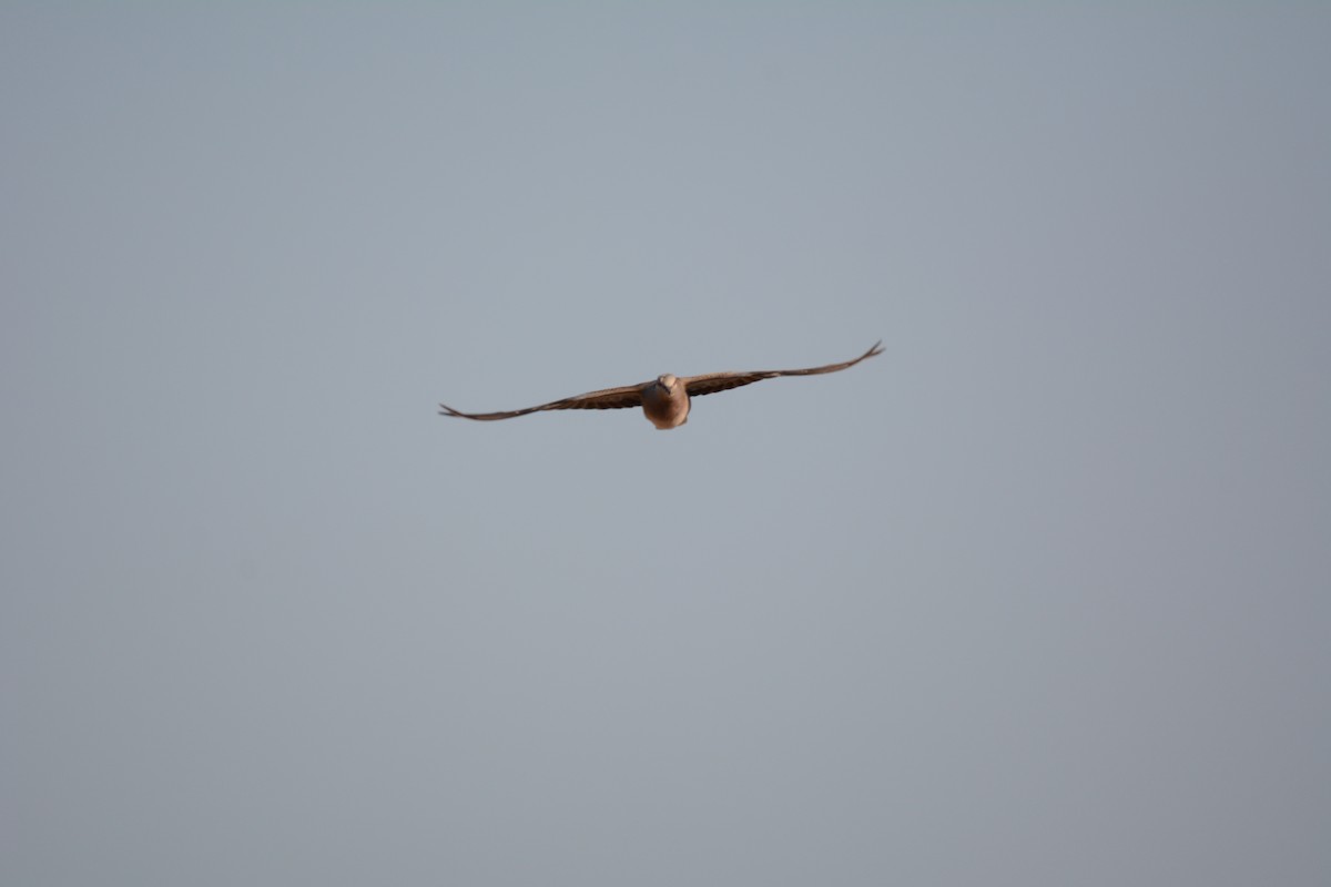 European Turtle-Dove - Biray Pinar