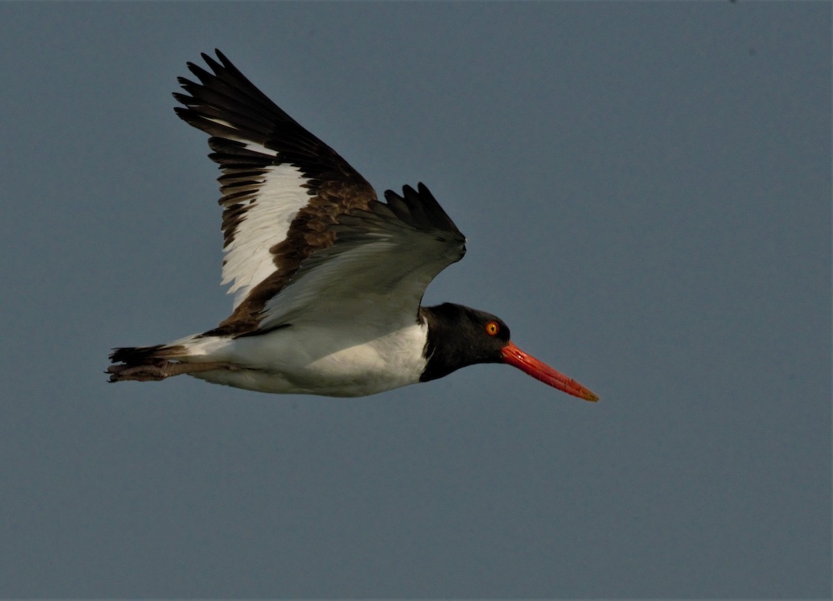 American Oystercatcher - Frederick Atwood