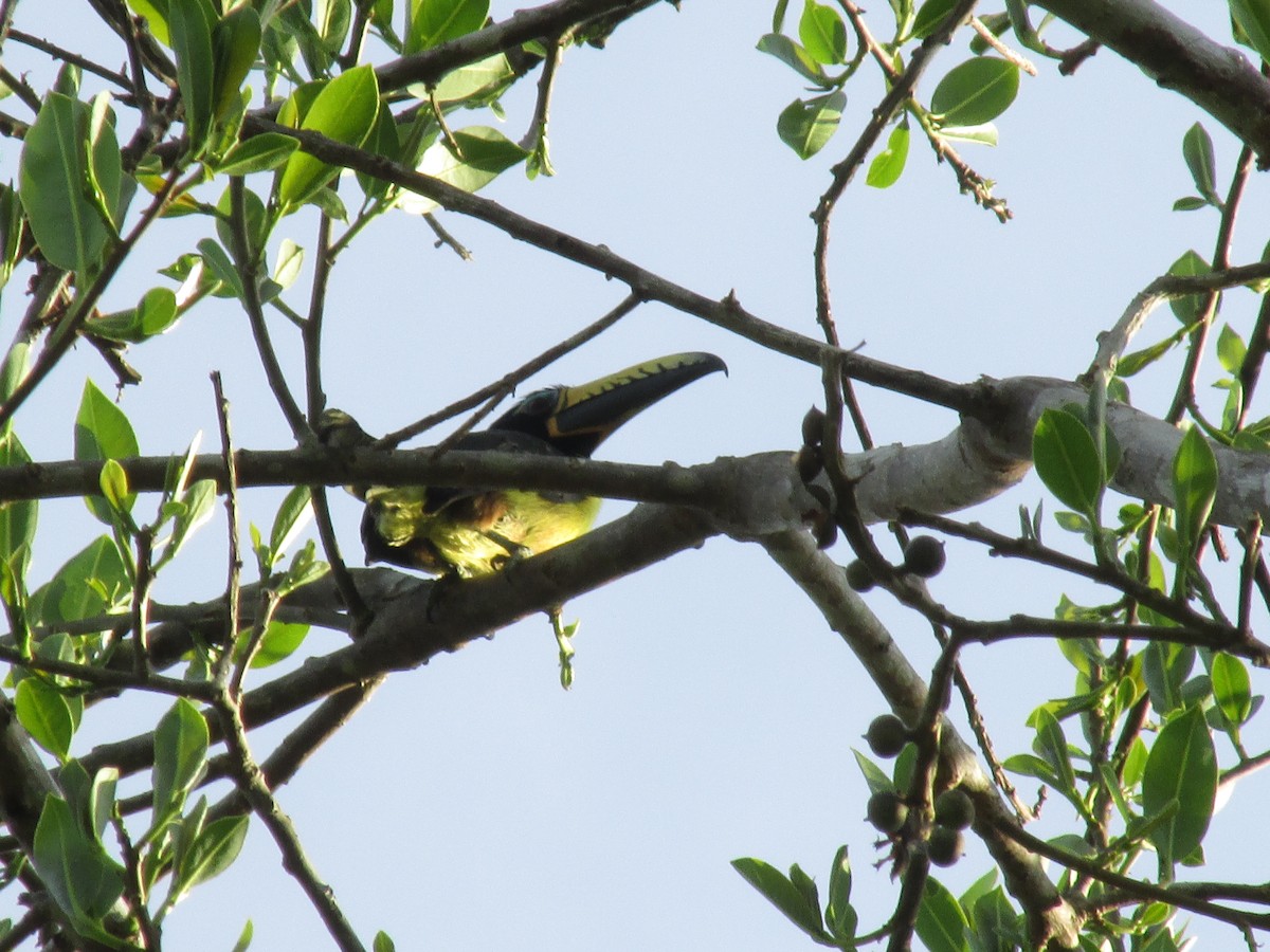 Lettered Aracari - ML111078421