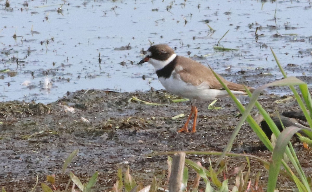 Semipalmated Plover - ML111079351