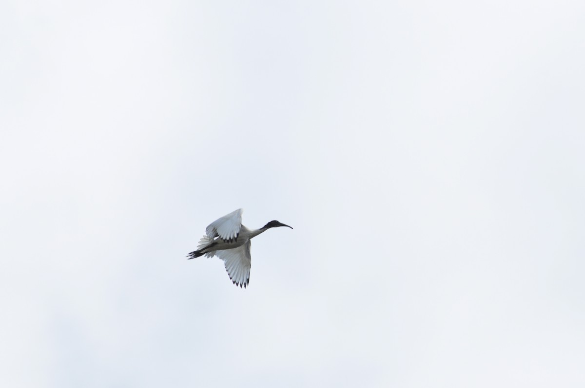 Ibis à cou noir - ML111079601