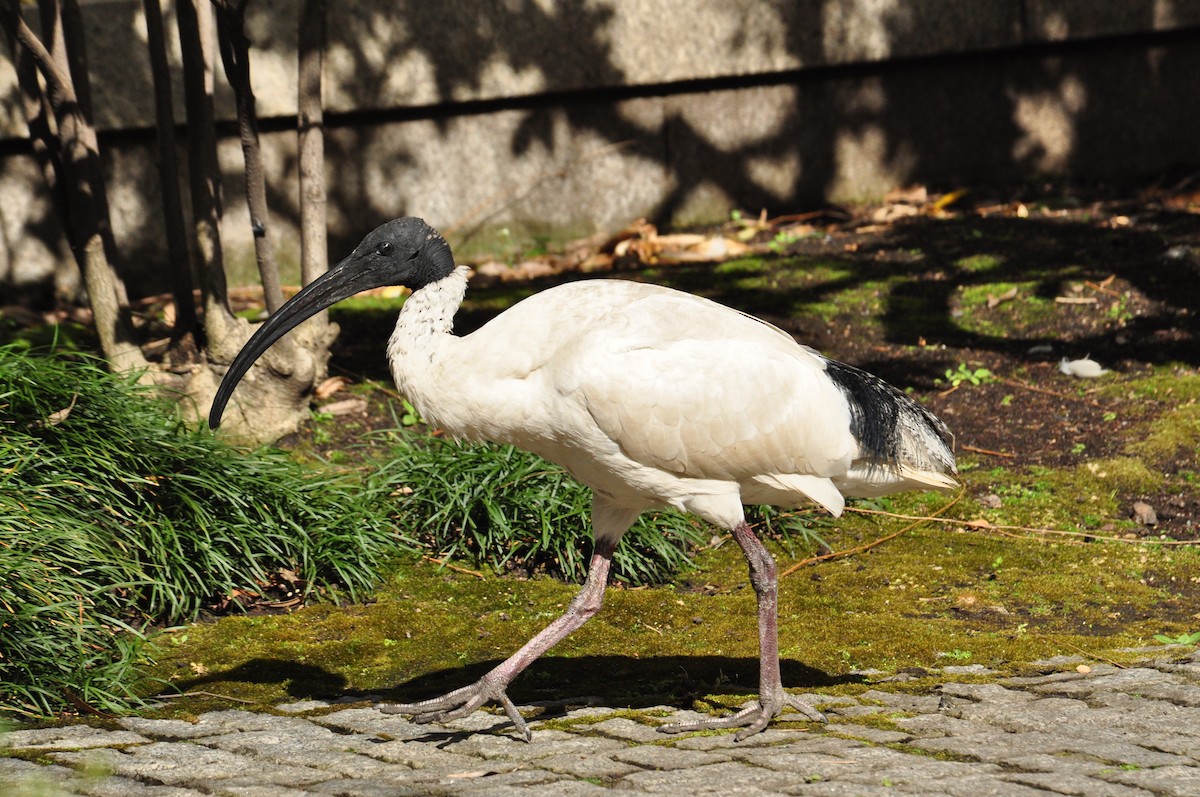 Ibis à cou noir - ML111079691