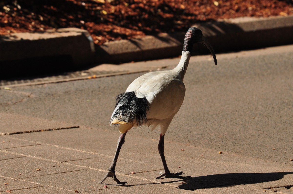 Ibis à cou noir - ML111079741