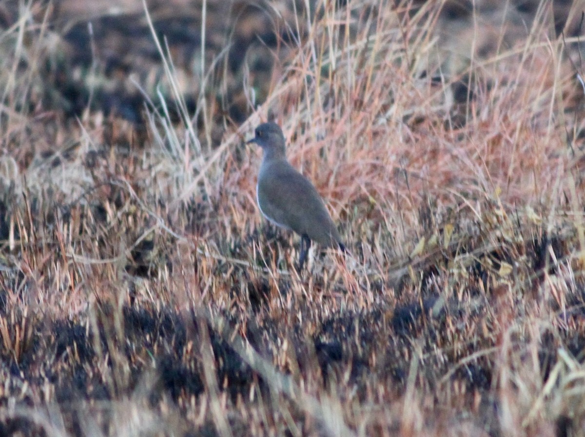 Senegal Lapwing - ML111081141