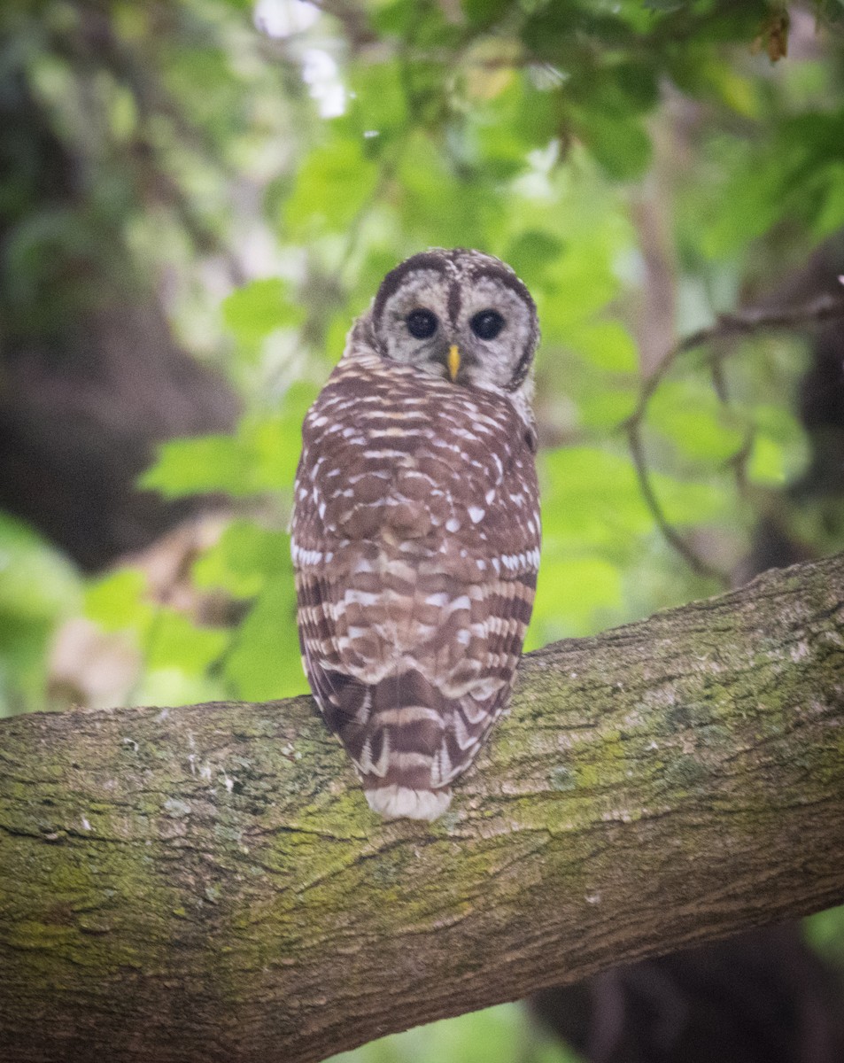 Barred Owl - ML111082551