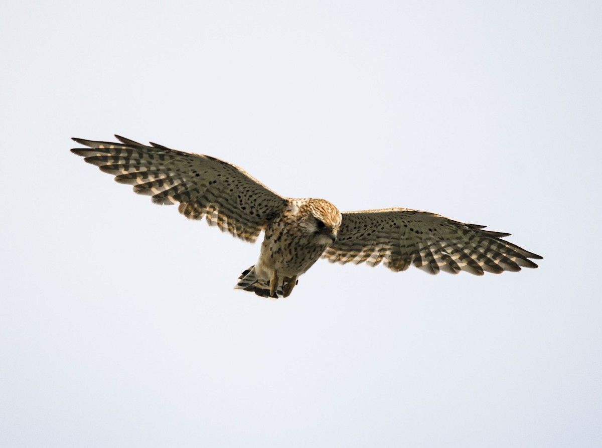 Eurasian Kestrel - ML111082741