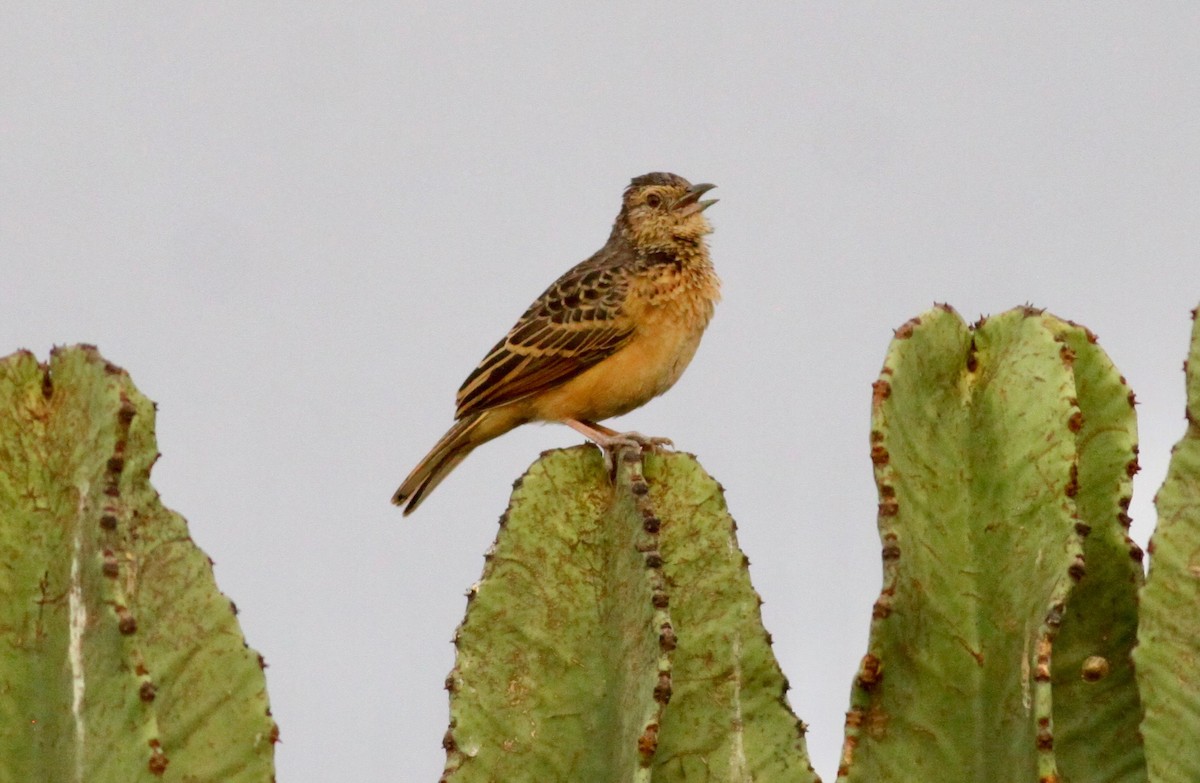 Rufous-naped Lark (Rufous-naped) - Roger Clark