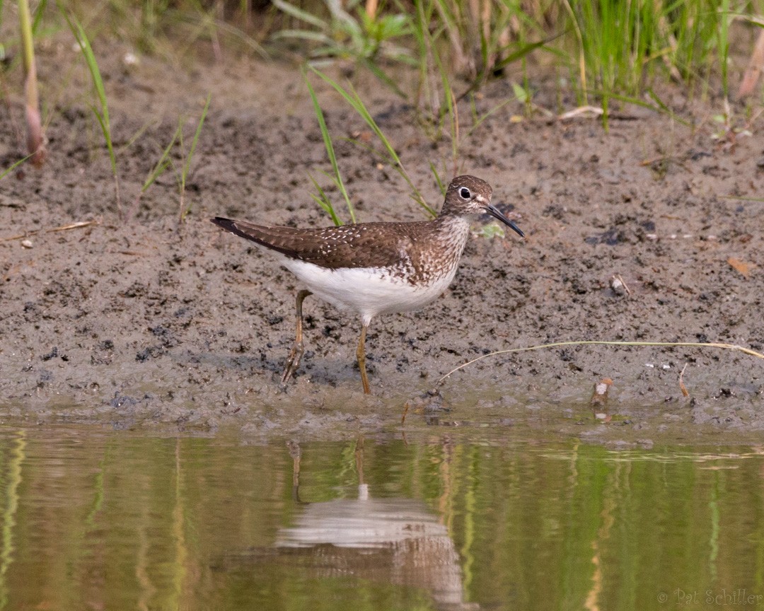 Solitary Sandpiper - ML111083741