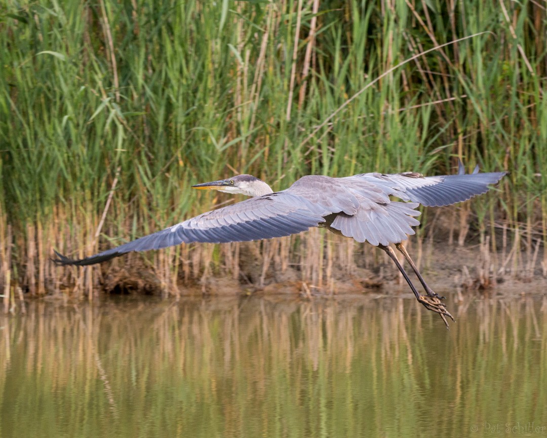 Great Blue Heron - ML111084031