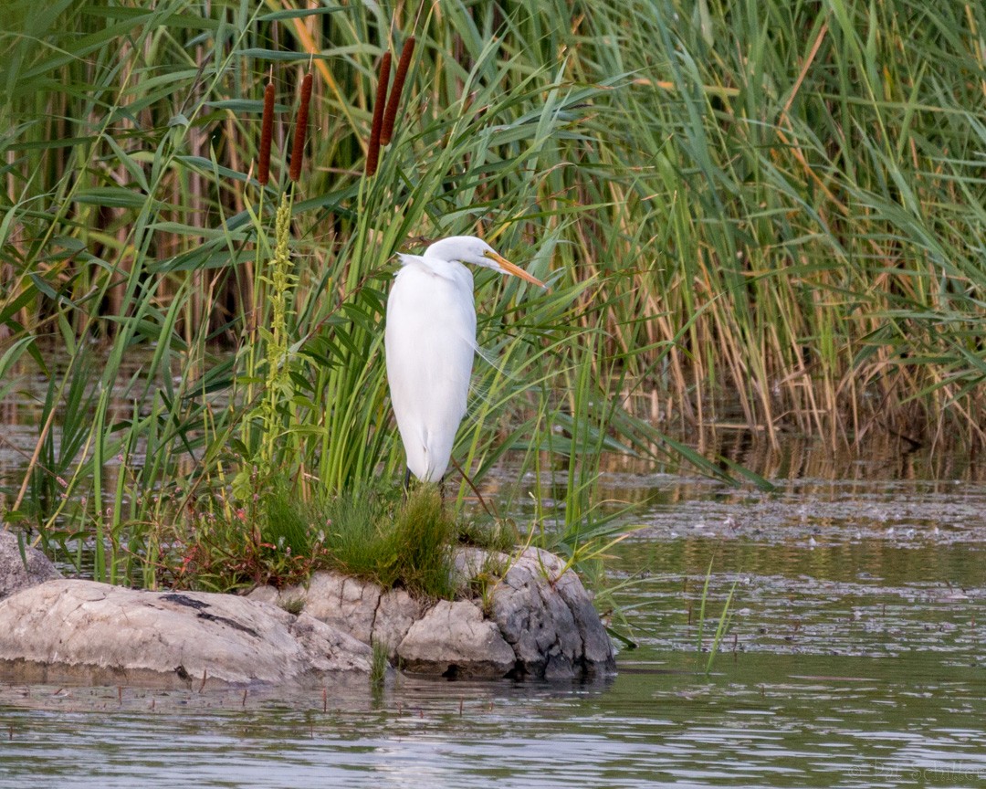 Grande Aigrette - ML111084091