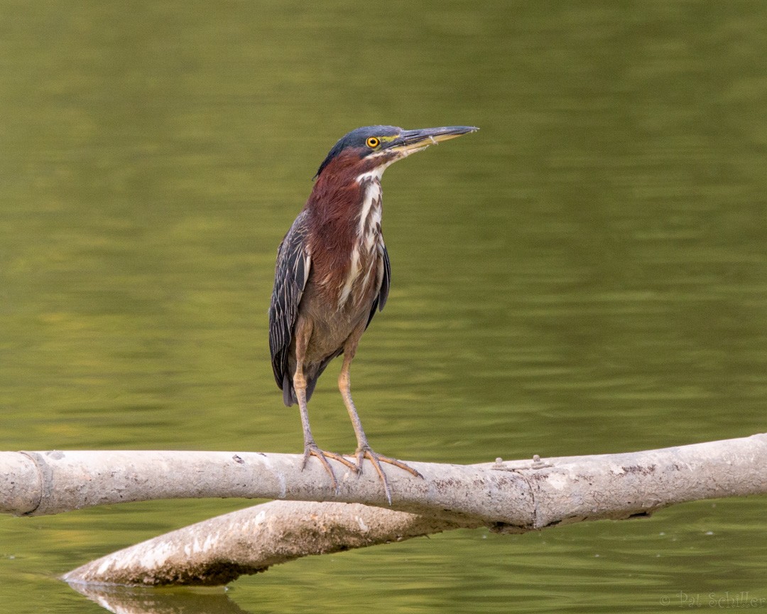 Green Heron - ML111084141