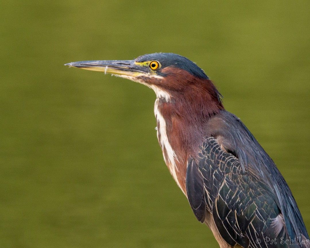 Green Heron - ML111084151