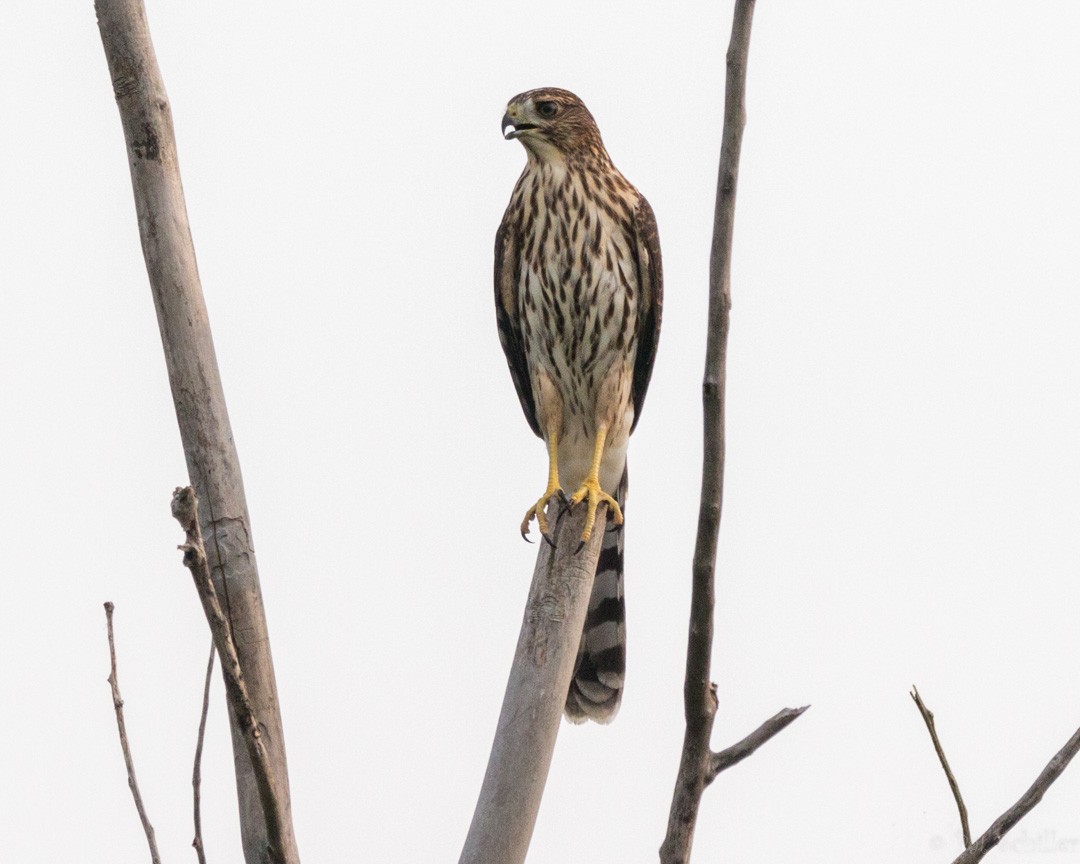 Cooper's Hawk - ML111084301