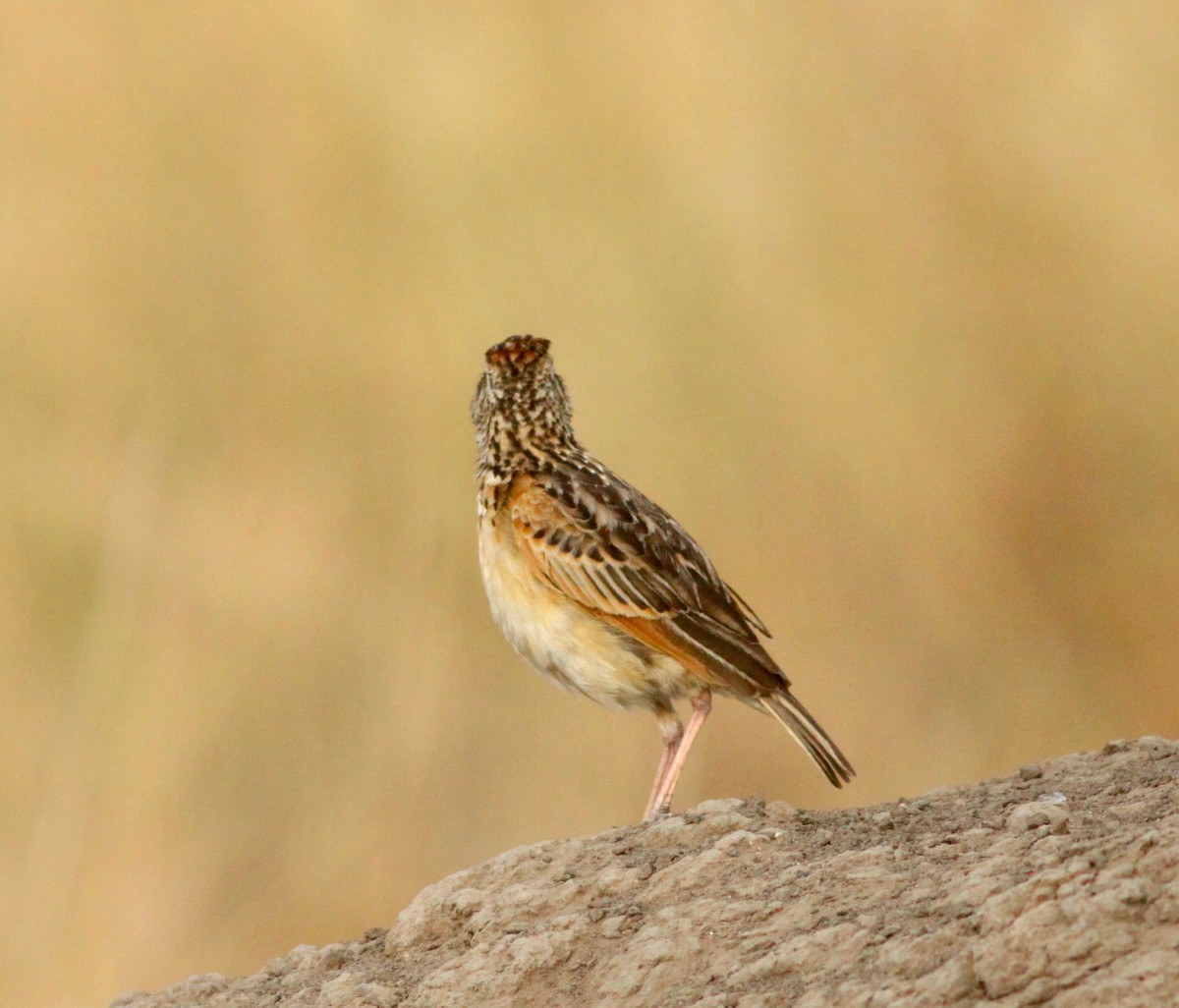 Rufous-naped Lark (Rufous-naped) - Roger Clark