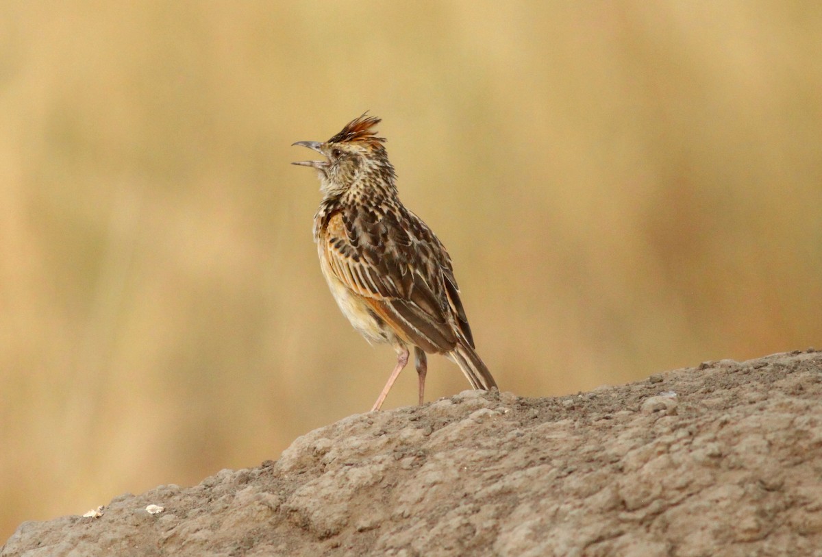 Rufous-naped Lark (Rufous-naped) - Roger Clark