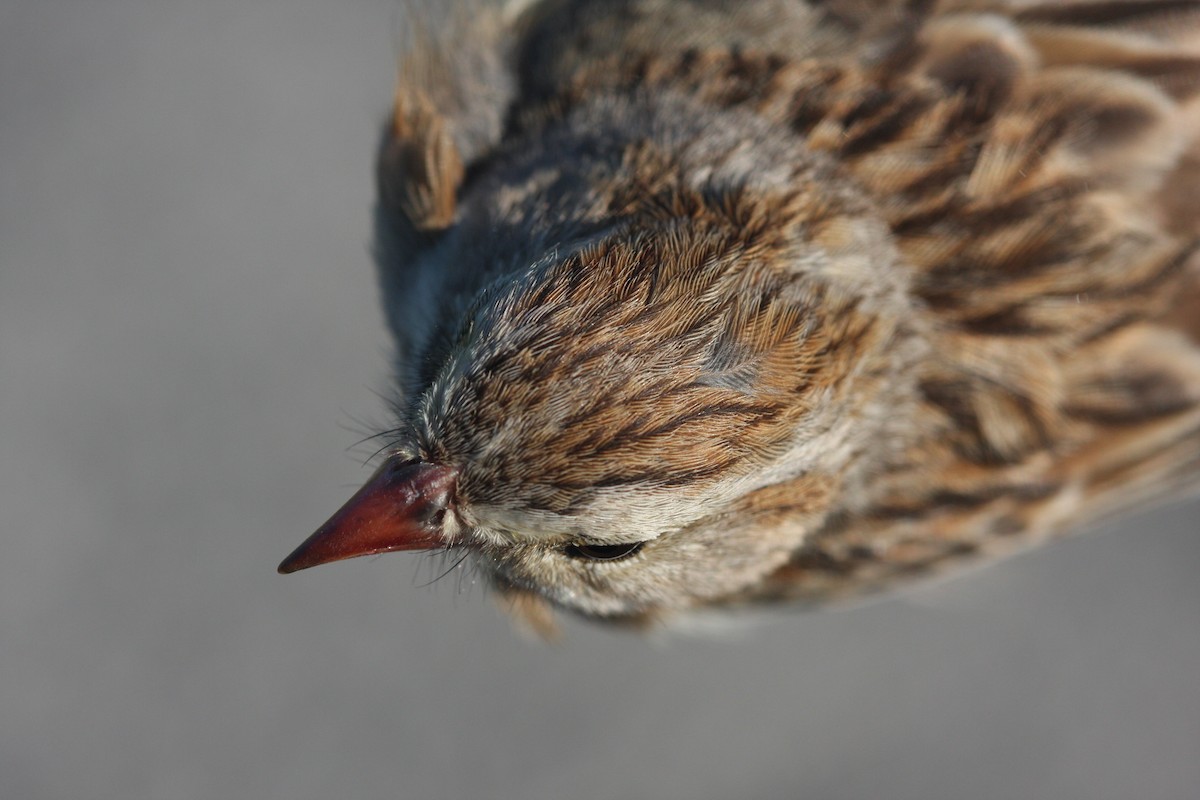 Clay-colored x Field Sparrow (hybrid) - ML111085311