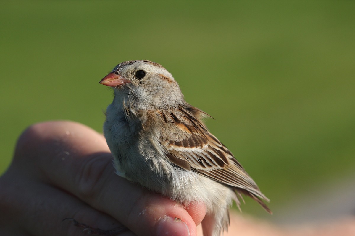 Clay-colored x Field Sparrow (hybrid) - Andy Jones