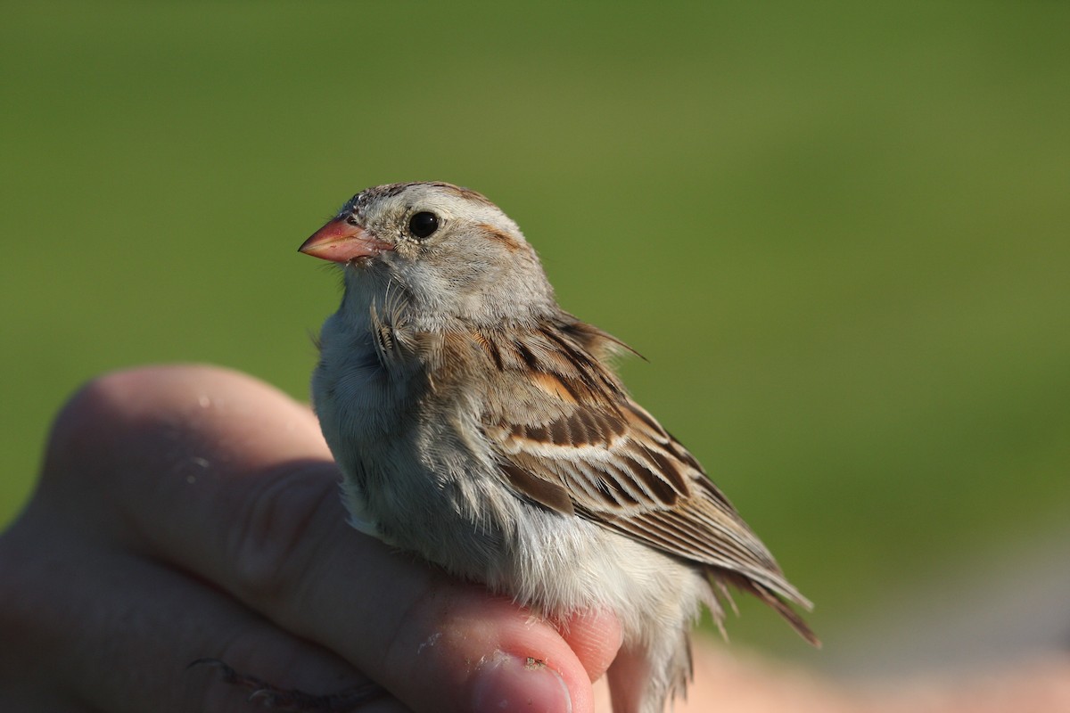 grånakkespurv x markspurv (hybrid) - ML111085321