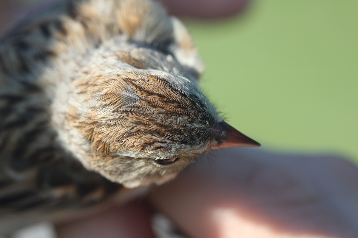 Clay-colored x Field Sparrow (hybrid) - ML111085331