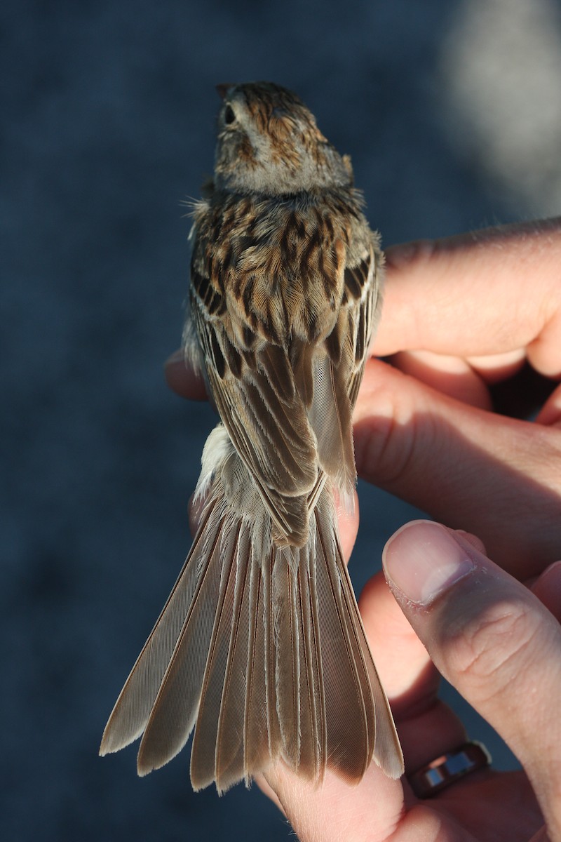 Clay-colored x Field Sparrow (hybrid) - ML111085341