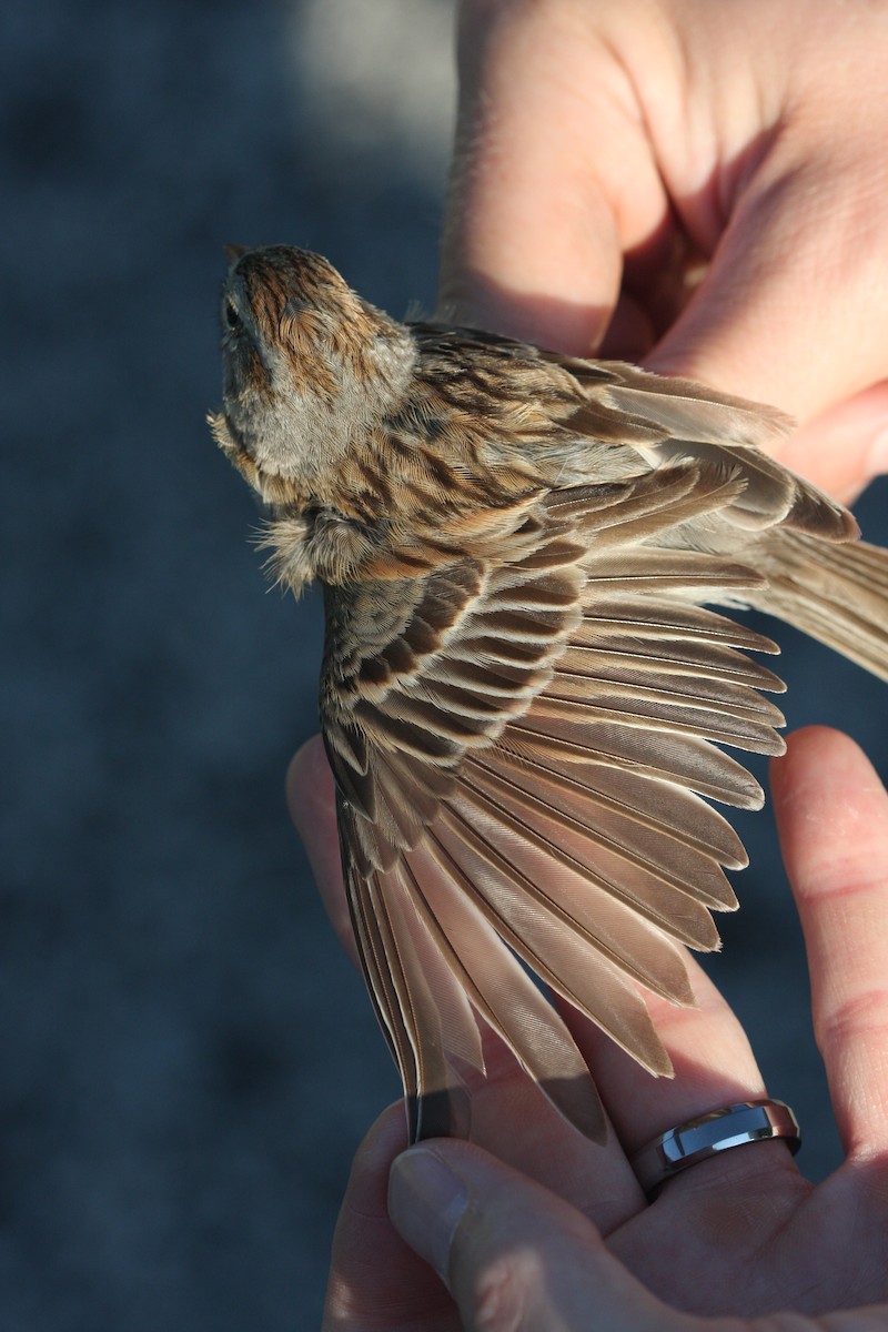 Clay-colored x Field Sparrow (hybrid) - Andy Jones