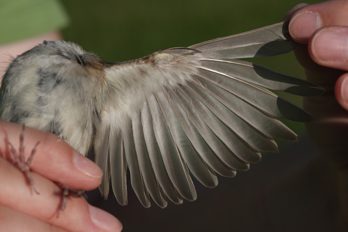 Clay-colored x Field Sparrow (hybrid) - ML111085371