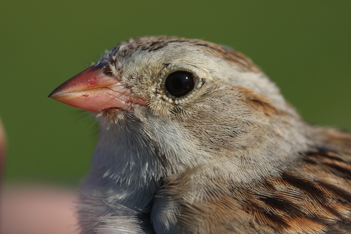 grånakkespurv x markspurv (hybrid) - ML111085381