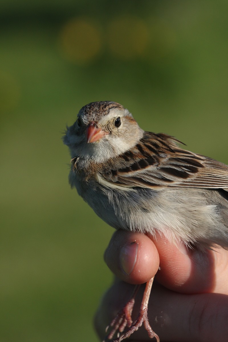 Clay-colored x Field Sparrow (hybrid) - ML111085391